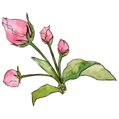 Kır çiçeği çiçek elma izole bir suluboya tarzında.