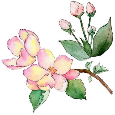 Kır çiçeği çiçek elma izole bir suluboya tarzında.