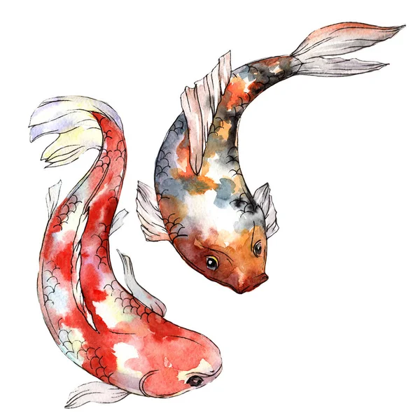 Exotiska guldfisk vild fisk i akvarell stil isolerade. — Stockfoto