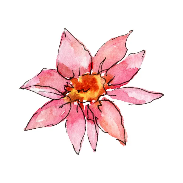 Wildflower aster bloem in een aquarel stijl geïsoleerd. — Stockfoto