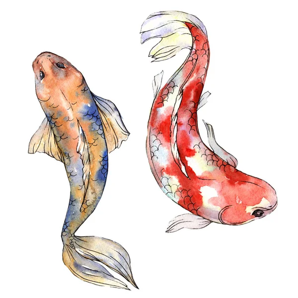 Pesce rosso esotico pesce selvatico in stile acquerello isolato . — Foto Stock