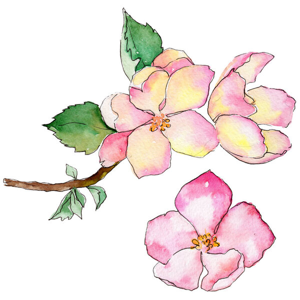 Wildflower flowers of apple in a watercolor style isolated.