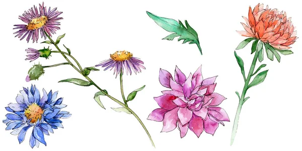 Wildflower chrysantemum květina ve stylu akvarelu, samostatný. — Stock fotografie