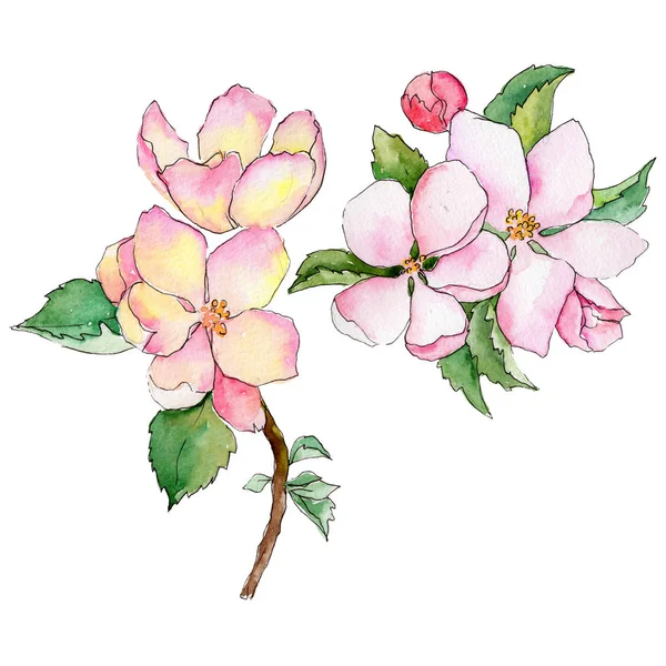 Fleurs sauvages de pomme dans un style aquarelle isolé . — Photo