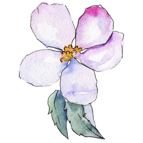 Fleurs sauvages de pomme dans un style aquarelle isolé . — Photo