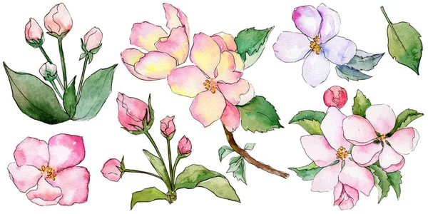 Wildflower flowers of apple in a watercolor style isolated. — Stock Photo, Image