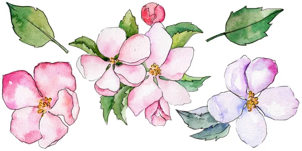 Fleurs sauvages de pomme dans un style aquarelle isolé . — Photo