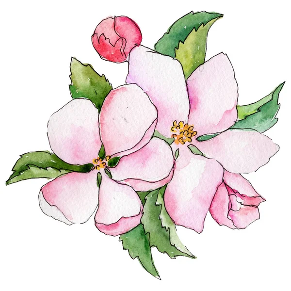 Kır çiçeği çiçek elma izole bir suluboya tarzında. — Stok fotoğraf