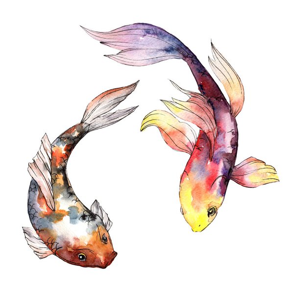 Exotic goldfish wild fish in a watercolor style isolated.