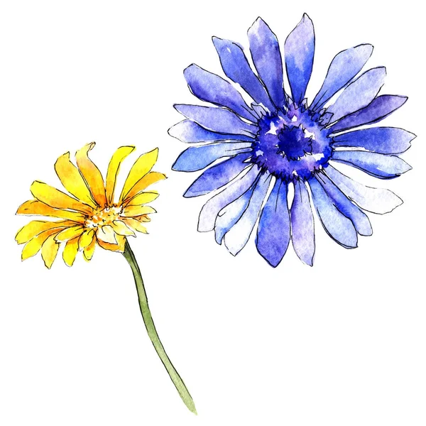 Wildflower gerbera kwiat w stylu przypominającym akwarele na białym tle. — Zdjęcie stockowe