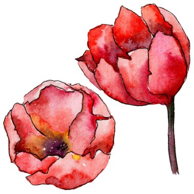 Kır çiçeği Lale çiçek izole bir suluboya tarzında.