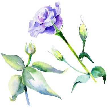 Kır çiçeği eustoma çiçek izole bir suluboya tarzında.