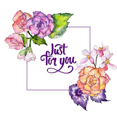 Kır çiçeği begonia çiçek çerçeve suluboya tarzında.