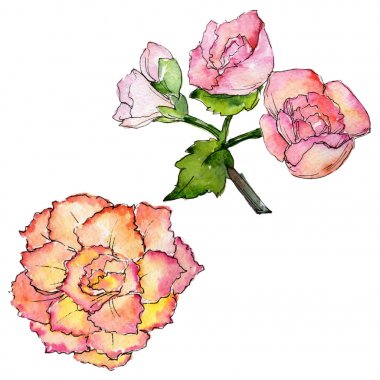 Kır çiçeği begonia çiçek izole bir suluboya tarzında.