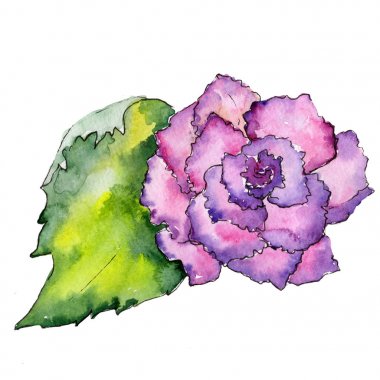 Kır çiçeği begonia çiçek izole bir suluboya tarzında.