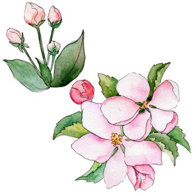 Kır çiçeği çiçek elma izole bir suluboya tarzında.