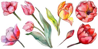 Kır çiçeği Lale çiçek izole bir suluboya tarzında.