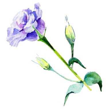 Kır çiçeği eustoma çiçek izole bir suluboya tarzında.