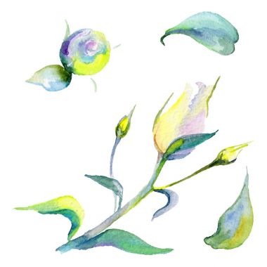 Kır çiçeği eustoma çiçek izole bir suluboya tarzında.