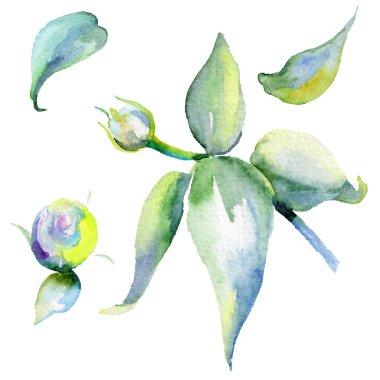 Kır çiçeği eustoma çiçek izole bir suluboya tarzında.