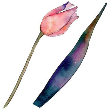 Kır çiçeği Lale çiçek izole bir suluboya tarzında.