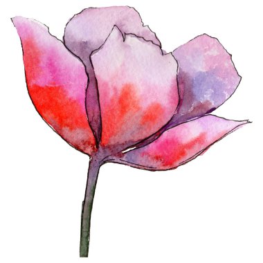 Kır çiçeği Lale çiçek izole bir suluboya tarzında.