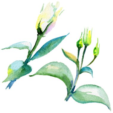 Kır çiçeği eustoma çiçek izole bir suluboya tarzında.