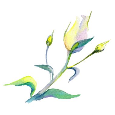 Kır çiçeği eustoma çiçek izole bir suluboya tarzında.