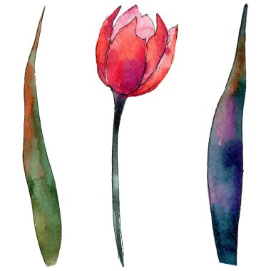 Kır çiçeği Lale çiçek izole bir suluboya tarzında.