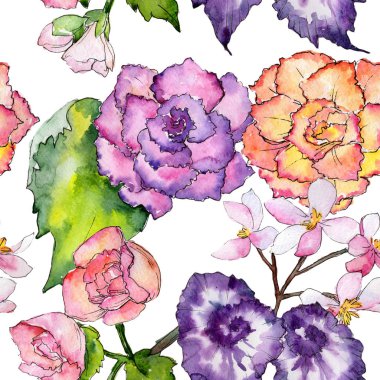Kır çiçeği begonia çiçek deseni suluboya tarzında.