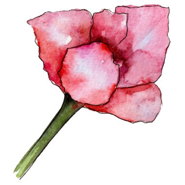Kır çiçeği Lale çiçek izole bir suluboya tarzında.