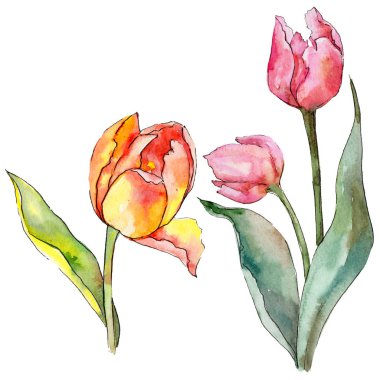 Kır çiçeği Lale çiçek izole bir suluboya tarzında.