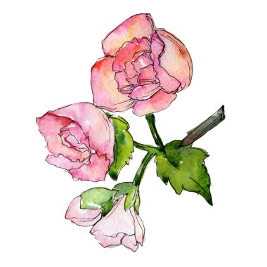 Kır çiçeği begonia çiçek izole bir suluboya tarzında.