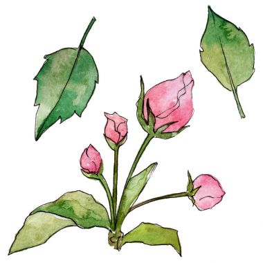 Kır çiçeği çiçek elma izole bir suluboya tarzında.