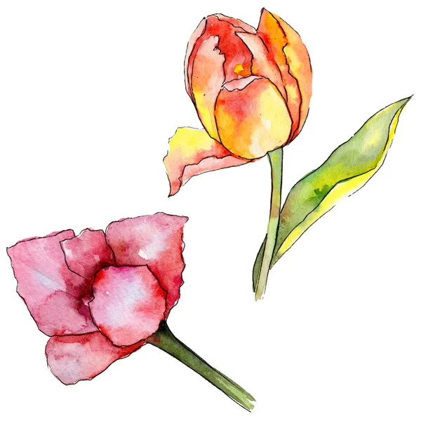 Wildblume Tulpe Blume in einem Aquarell-Stil isoliert. — Stockfoto