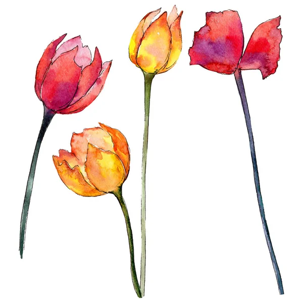 Wildflower tulip bloem in een aquarel stijl geïsoleerd. — Stockfoto