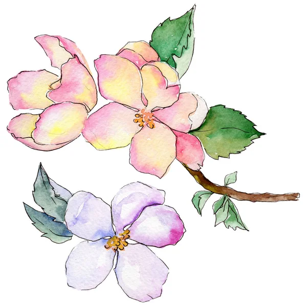 Wildflower bloemen van apple in een aquarel stijl geïsoleerd. — Stockfoto