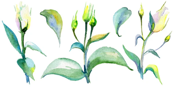 Αγριολούλουδα eustoma λουλούδι σε στυλ υδροχρώματος απομονωμένες. — Φωτογραφία Αρχείου