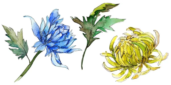 Цветок хризантемы в акварельном стиле изолирован . — стоковое фото