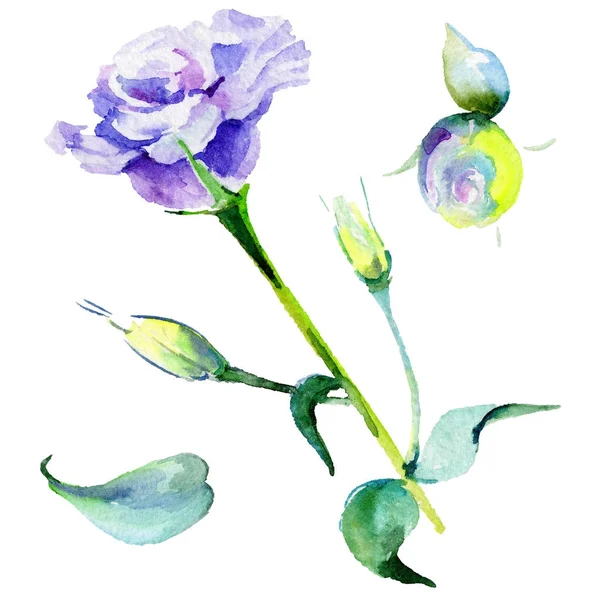 分離された水彩画のワイルドフラワー トルコギキョウの花. — ストック写真
