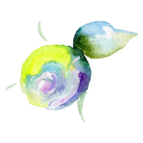 Wildflower eustoma flower in a watercolor style isolated. — Stock Photo, Image