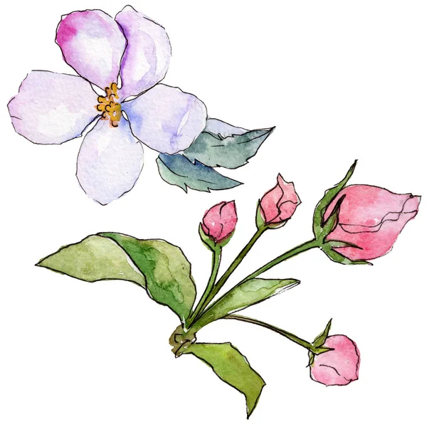 Wildflower kwiaty Apple w stylu przypominającym akwarele na białym tle. — Zdjęcie stockowe