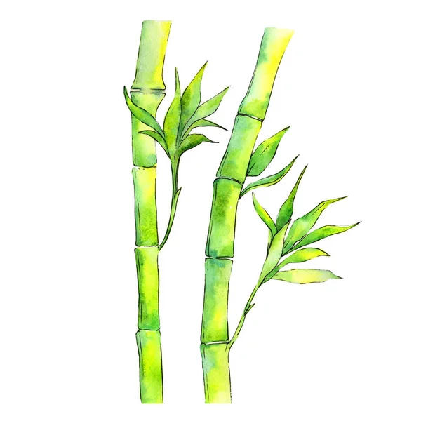 Árvore de bambu tropical em estilo aquarela isolada . — Fotografia de Stock