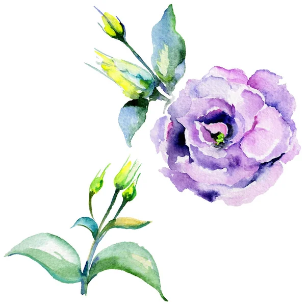 Viltblomst-eustoma-blomsten isolert i akvarellstil . – stockfoto