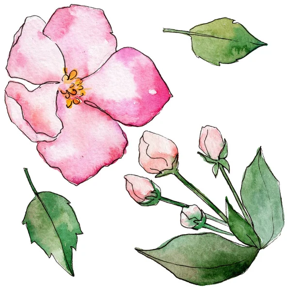 Vadvirág virágok-akvarell stílusú elszigetelt Alma. — Stock Fotó