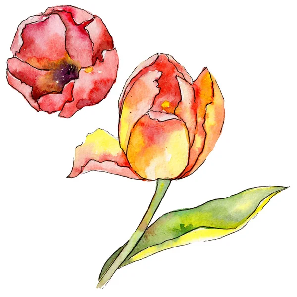 Wildflower tulip bloem in een aquarel stijl geïsoleerd. — Stockfoto