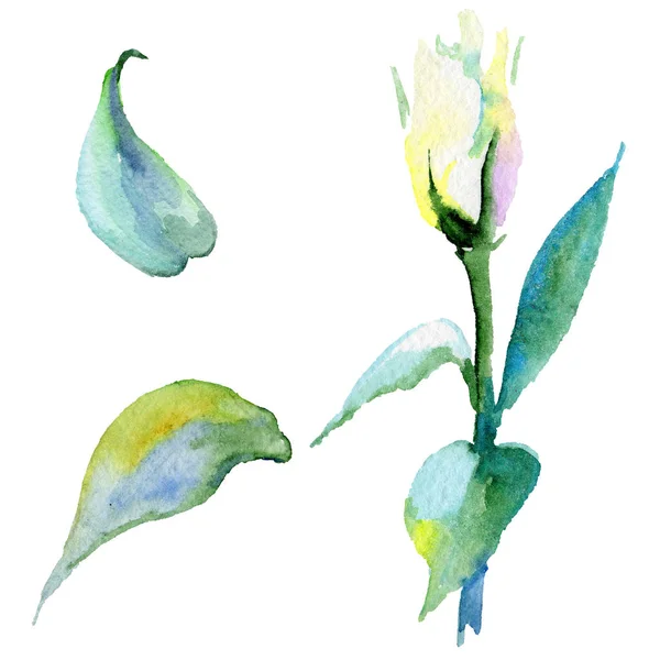 Wildflower eustoma flower in a watercolor style isolated. — Stock Photo, Image