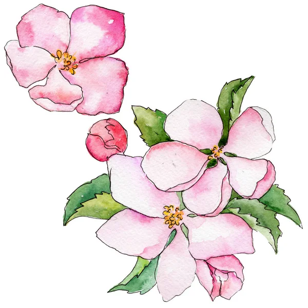 Fleurs sauvages de pomme dans un style aquarelle isolé . — Photo