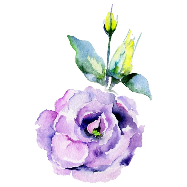 Flor eustoma Wildflower em um estilo aquarela isolado . — Fotografia de Stock