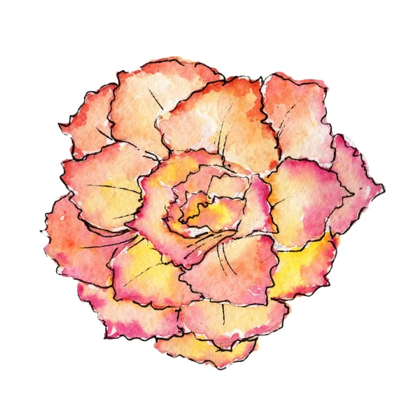 Fleur de bégonia sauvage dans un style aquarelle isolé . — Photo